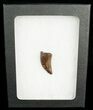 Inch Nanotyrannus Tooth - South Dakota #4543-2